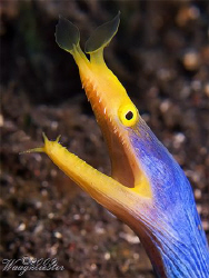 Blue Ribbon Eel portrait (Rhinomuraena quaesita) - Tulamb... by Marco Waagmeester 